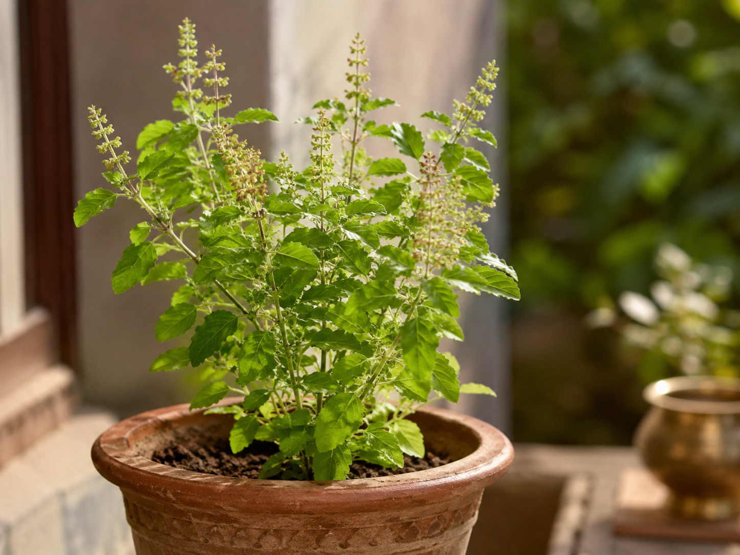 Tulsi: The Sacred Herb of Ayurveda